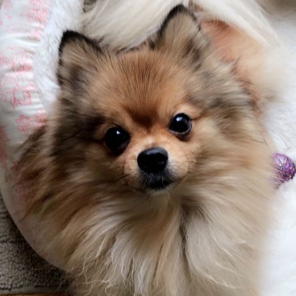 Profile Picture of Eryn Moitoza (@emoitoza) on Poshmark