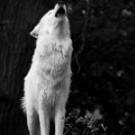 Profile Picture of محمد الذيب ||Mohammed Aldeeb (@0__m_h) on Instagram