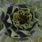 Profile Picture of Vladimir Silva (@vladimirsilva) on Flickr