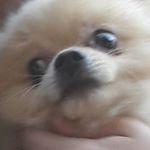 Profile Picture of William Willy Stankov (@willystopbarkingpls) on Instagram