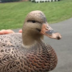 Profile Picture of Greg The Female Duck (@greg_the_duck) on Twitter