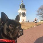 Profile Picture of 🐶Ross the dog🐶 (@ross_thefrenchie) on Instagram
