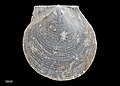 Profile Picture of Delectopectenon Wikipedia