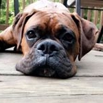 Floyd Allen Pica - Instagram Profile Picture of Floyd Allen Pica (@floyd__the__boxer) on Instagram
