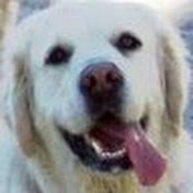 Profile Picture of Sean Bender (@drsnubbles) on Youtube