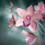 Profile Picture of Pam Harmon (@pam.harmon) on Instagram