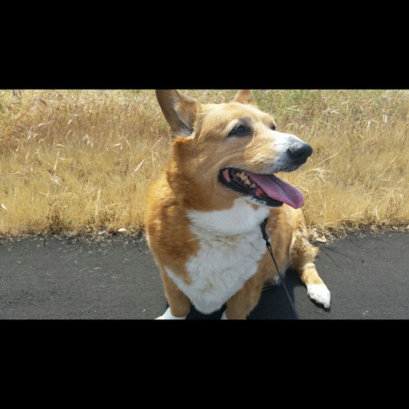 Profile Picture of Cindy Ogata (@tame901) on Poshmark