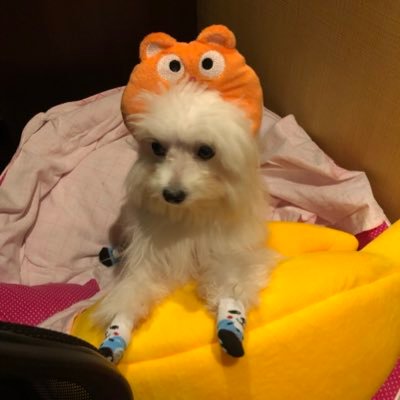 Profile Picture of Bianca Ng (@BiancaNg8) on Twitter