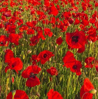 Profile Picture of Nancy Makin (@Nancy-Makin) on Facebook