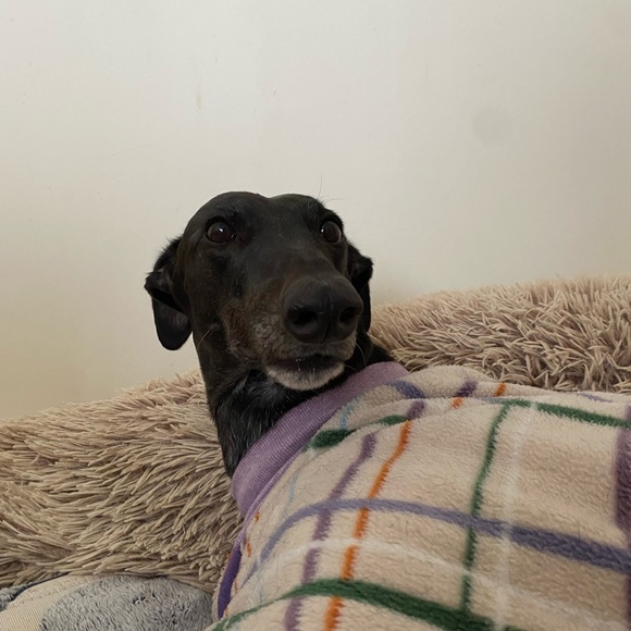 Profile Picture of Jacinta Zakelj (@jacintazakelj) on Poshmark