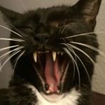 Profile Picture of Bradley Cunningham (@ride.bikes.drink.beer.pet.cats) on Instagram