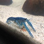 Profile Picture of Larry der Hummer (@larryderhummer99) on Instagram