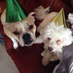 Profile Picture of Jane Staples (@georgeandted) on Instagram