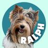 Profile Picture of Ralph the Biewer Terrier 🦫 (@ralph.the.beaver) on Tiktok