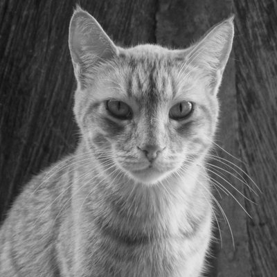 Profile Picture of Kevin Castrillón (@KevinCastrill0n) on Twitter