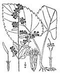 Profile Picture of Solidago sphacelataon Wikipedia
