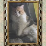 Trish Sample - Instagram Profile Picture of Trish Sample (@78samplet) on Instagram