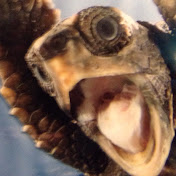 Gunnar Smith - Youtube Profile Picture of Gunnar Smith (@gunnarsmith9714) on Youtube