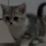 Profile Picture of Adam Kosicki (@_adas_tbsf) on Instagram