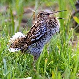 Profile Picture of Steve Gantlett (@CleyBirds) on Twitter