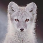 Profile Picture of Thomas Shellenberger (@edwardly99) on Instagram