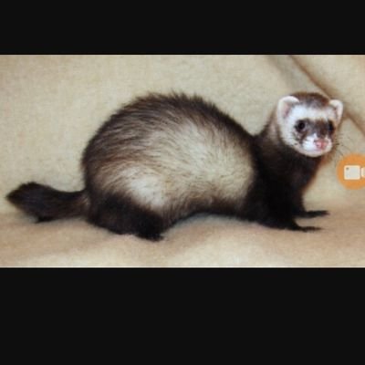 Profile Picture of Damien Brenks (@GamingWithSeanW) on Twitter