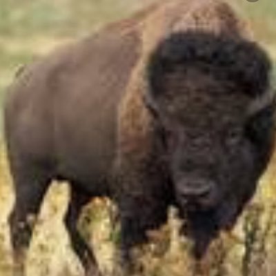 Profile Picture of Jacob Bailey (@bison21112) on Twitter