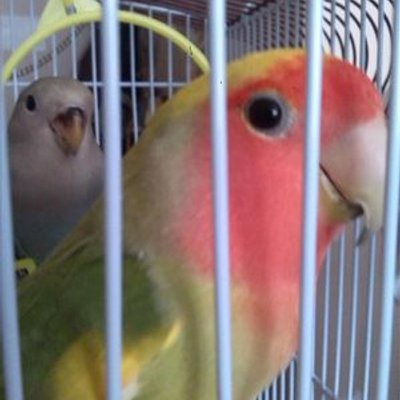 Pividal - Twitter Profile Picture of Pividal (@pividal371976) on Twitter