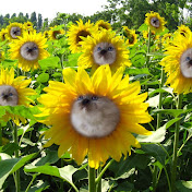 Profile Picture of Caleb Mabe (@iTzPoSiTiV) on Youtube