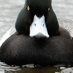 Profile Picture of David Brotz (@davidbrotz) on Flickr