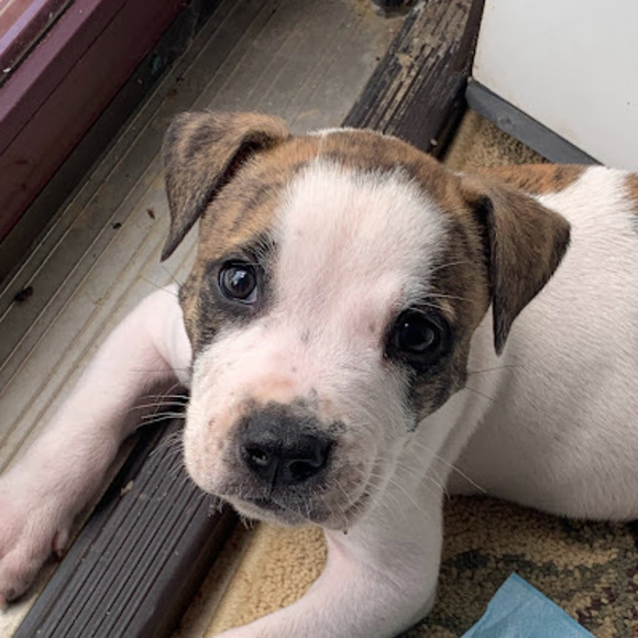 Profile Picture of Chris Kirkland (@chriskirklan720) on Poshmark