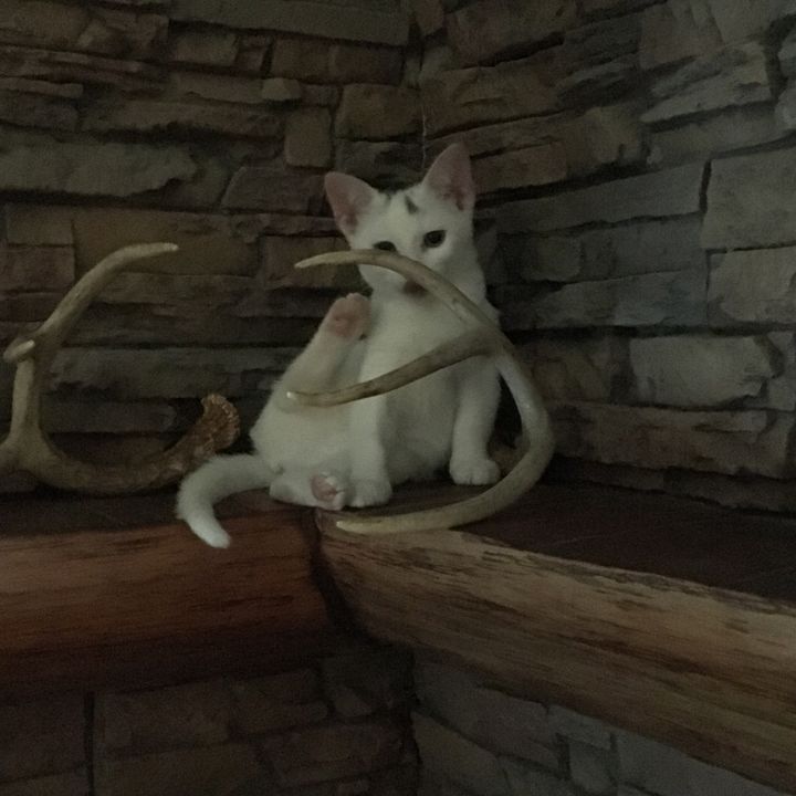 Profile Picture of Brady Staples (@conveystaples) on Tiktok