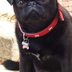 Alexander Burrell - Instagram Profile Picture of Alexander Burrell (@pugdexter2017) on Instagram