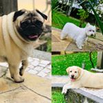 Profile Picture of Dogs.pessini (@dogspessini) on Instagram