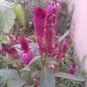 Profile Picture of Luay Ahmed (@LuayAhmed3) on Twitter