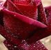Profile Picture of Sameena Qureshi (@sameena.qureshi1) on Facebook