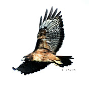 Profile Picture of Scott Vavra (@scottvavra1298) on Youtube