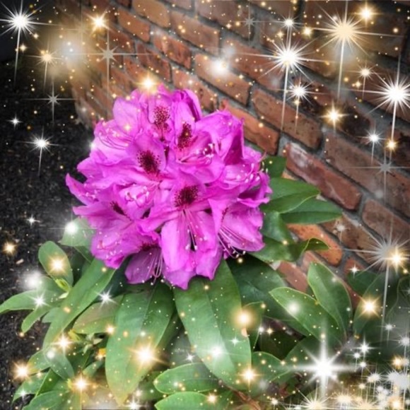 Nancy Breving - Poshmark Profile Picture of Nancy Breving (@nancybreving) on Poshmark