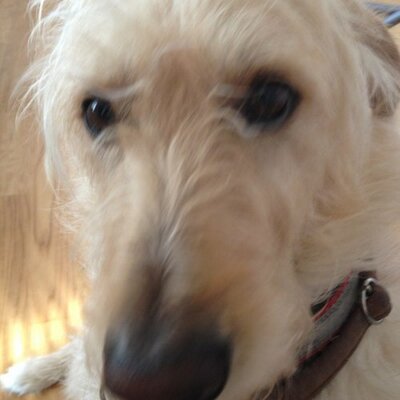 Profile Picture of Anne Kristin Rustad (@@rustadanne) on Twitter