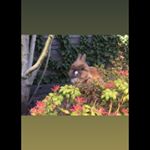 Profile Picture of Lisa Sterken ❤️ (@weet.ff.geen.naam.x) on Instagram