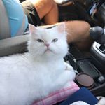 Profile Picture of Nancy (@nancy_catellier_) on Instagram