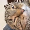 Profile Picture of Joey faz ya mad (@@joefaz) on Tiktok