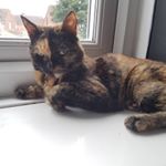 Profile Picture of Amie Waterman (@thepandainthebox) on Instagram