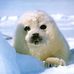 Profile Picture of Laurie Bashaw (@laurie.bashaw.37) on Facebook