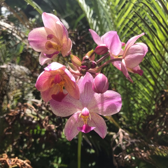 Profile Picture of Mariana Camino (@mcc100c) on Poshmark