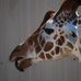 Profile Picture of Matthew Peckham (@matthew.peckham.376) on Facebook