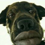 James duff - Instagram Profile Picture of James duff (@yeet.skeetchickenfeet) on Instagram