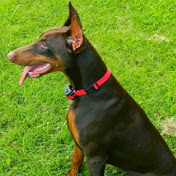 Profile Picture of John Britton (@jdilla1981) on Youtube