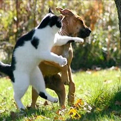 Profile Picture of Fernando Valiente (@FernandoValien4) on Twitter