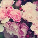 Profile Picture of Joey (@joereinhardt) on Instagram